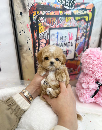 Maltipoo - Sona(Female) - Beautiful puppy teacup puppy with adorable features available for adoption from Velydog