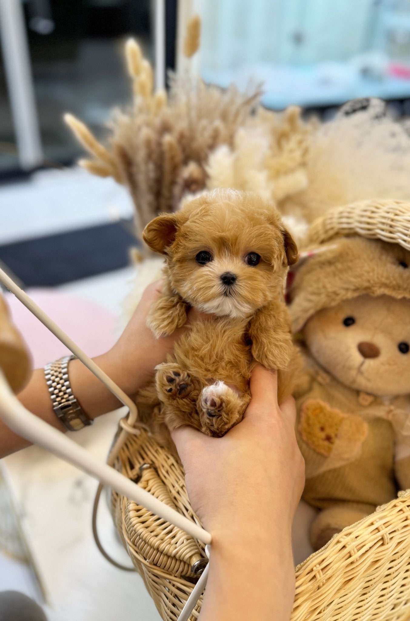 Maltipoo - Sophy(Female) - Beautiful puppy teacup puppy with adorable features available for adoption from Velydog