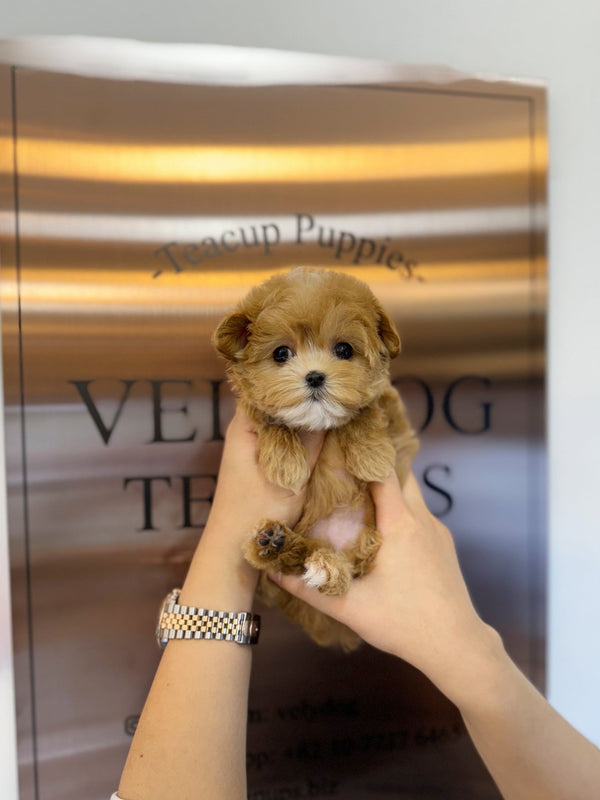 Maltipoo - Sophy(Female) - Beautiful puppy teacup puppy with adorable features available for adoption from Velydog