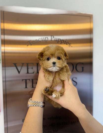 Maltipoo - Sophy(Female) - Beautiful puppy teacup puppy with adorable features available for adoption from Velydog