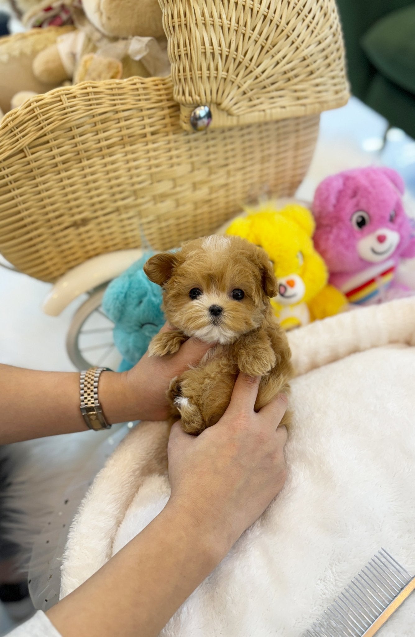 Maltipoo - Sophy(Female) - Beautiful puppy teacup puppy with adorable features available for adoption from Velydog