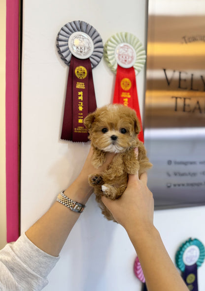 Maltipoo - Sophy(Female) - Beautiful puppy teacup puppy with adorable features available for adoption from Velydog