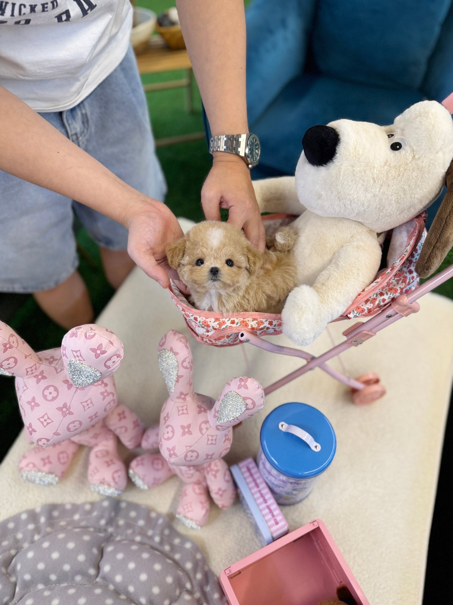 Maltipoo - Soyou(Female) - Beautiful puppy teacup puppy with adorable features available for adoption from Velydog