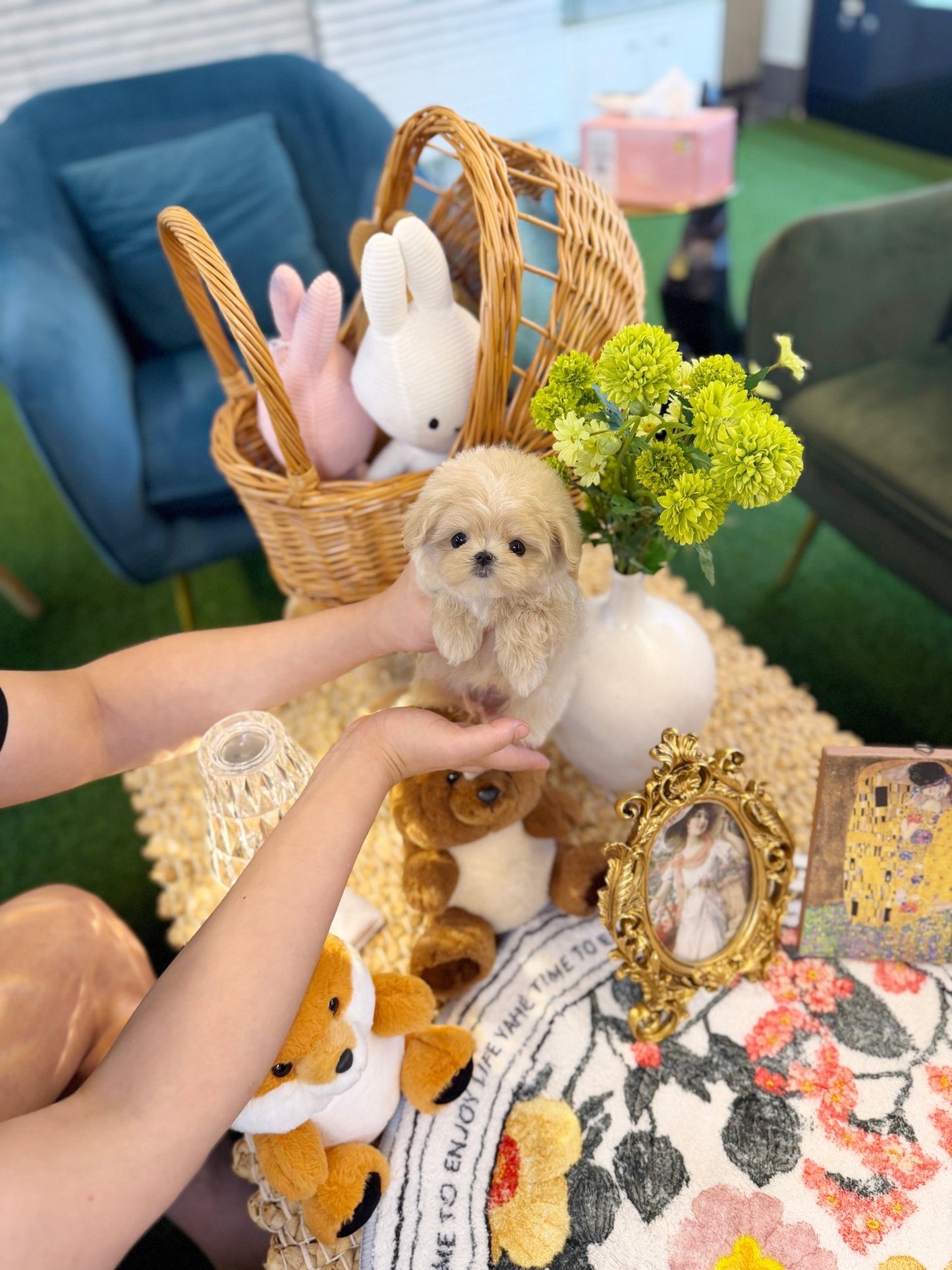 Maltipoo - Star(Male) - Beautiful puppy teacup puppy with adorable features available for adoption from Velydog
