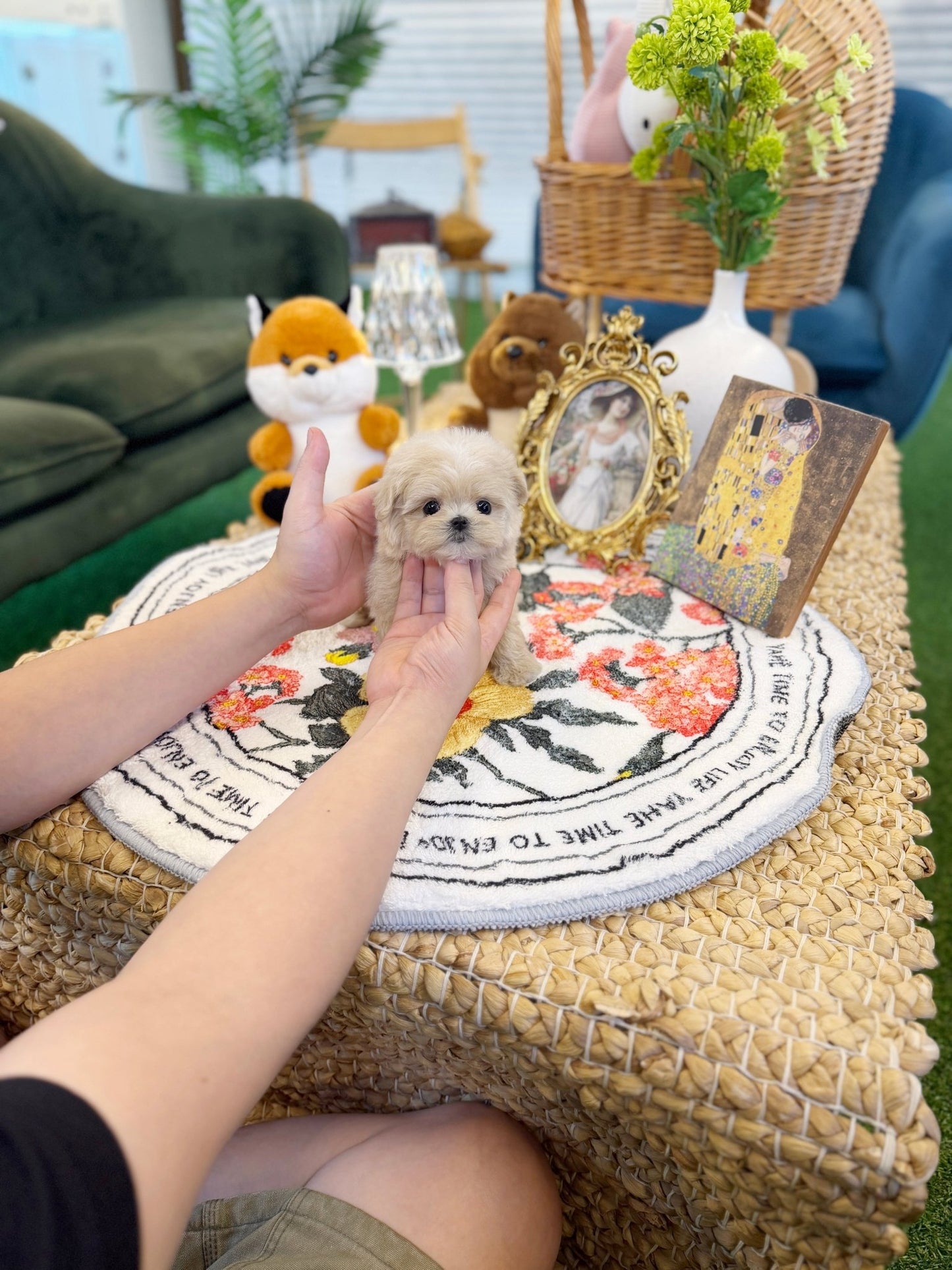 Maltipoo - Star(Male) - Beautiful puppy teacup puppy with adorable features available for adoption from Velydog