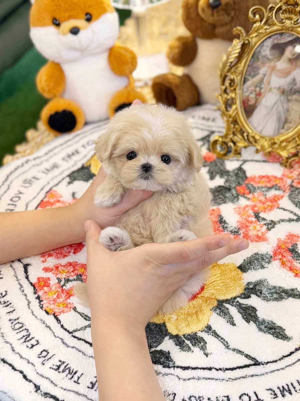 Maltipoo - Star(Male) - Beautiful puppy teacup puppy with adorable features available for adoption from Velydog