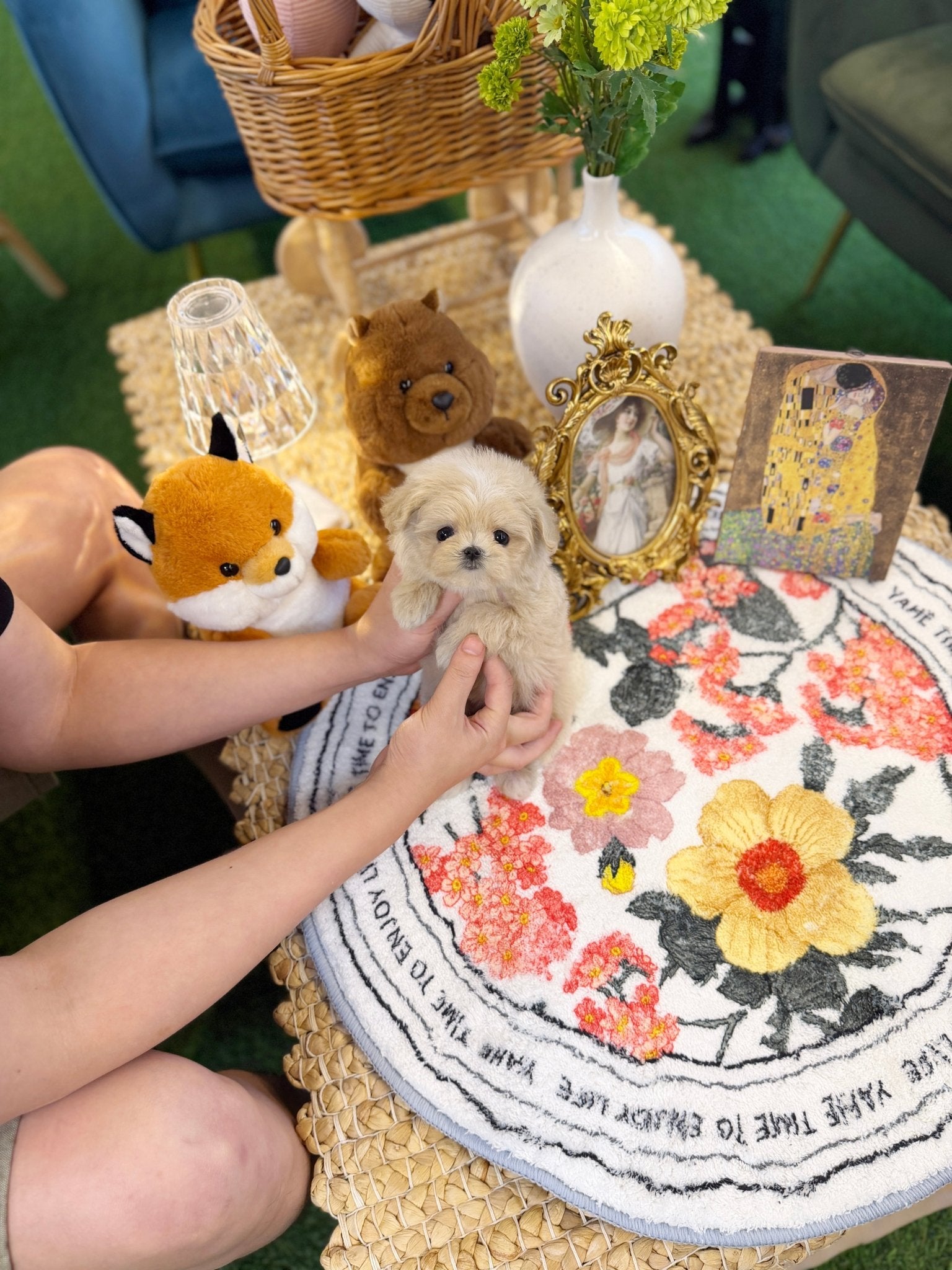 Maltipoo - Star(Male) - Beautiful puppy teacup puppy with adorable features available for adoption from Velydog