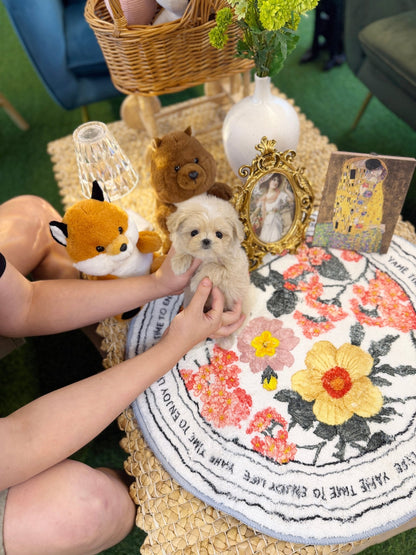 Maltipoo - Star(Male) - Beautiful puppy teacup puppy with adorable features available for adoption from Velydog