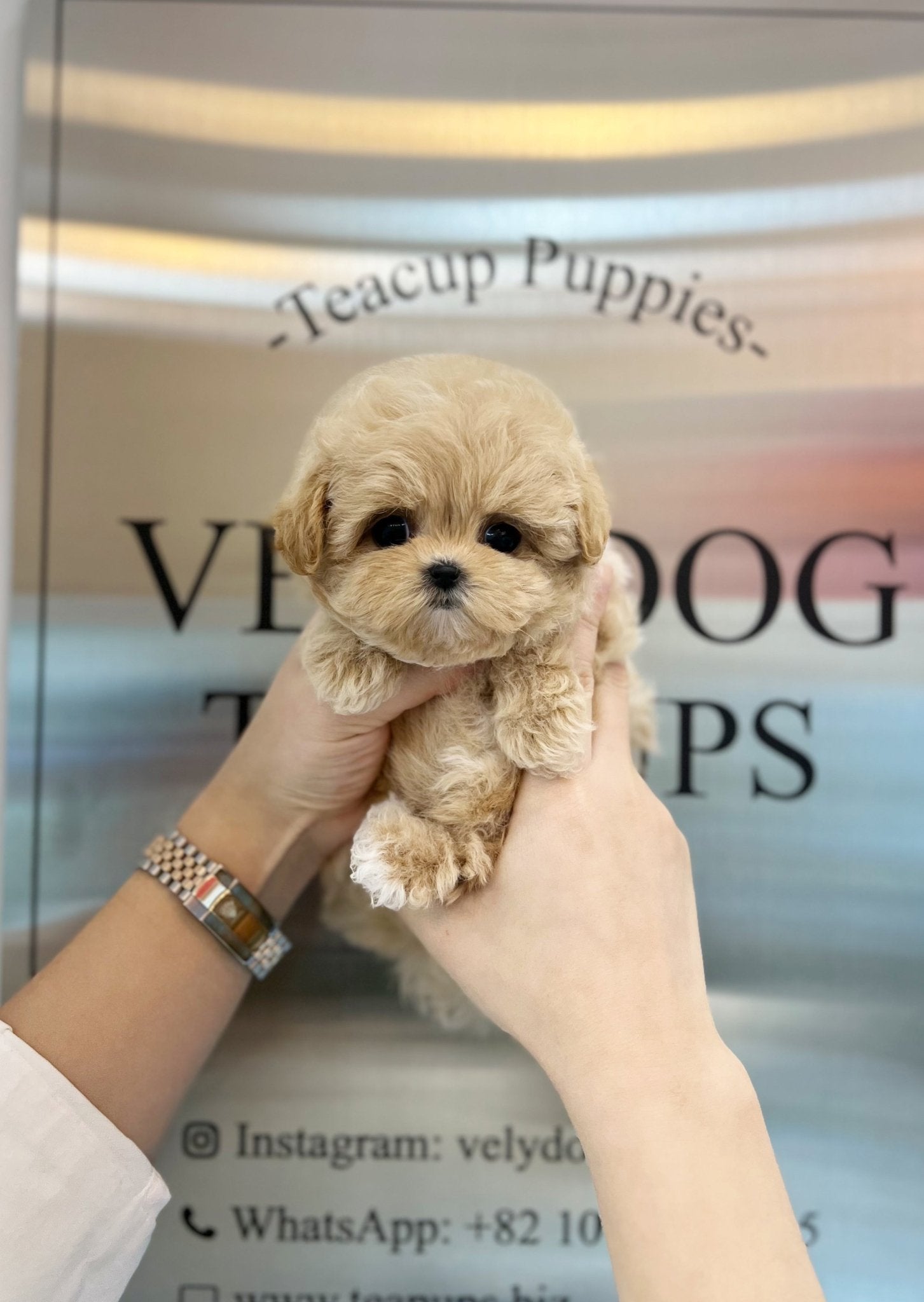 Maltipoo - Stella(Female) - Beautiful puppy teacup puppy with adorable features available for adoption from Velydog