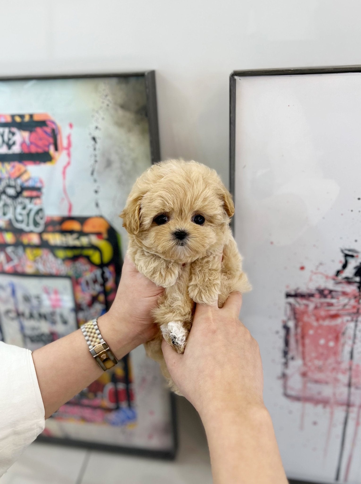 Maltipoo - Stella(Female) - Beautiful puppy teacup puppy with adorable features available for adoption from Velydog