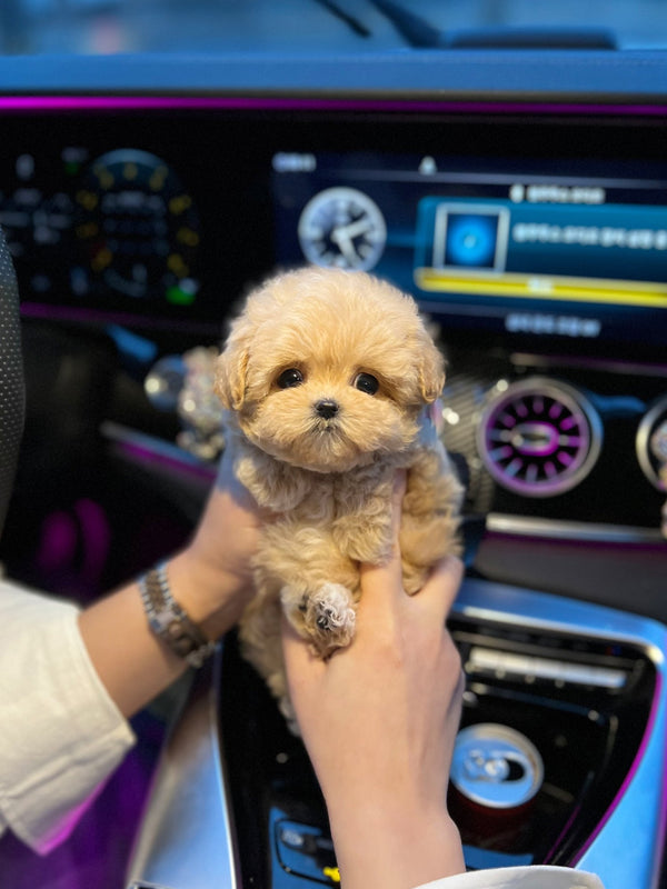 Maltipoo - Stella(Female) - Beautiful puppy teacup puppy with adorable features available for adoption from Velydog
