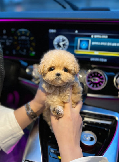 Maltipoo - Stella(Female) - Beautiful puppy teacup puppy with adorable features available for adoption from Velydog