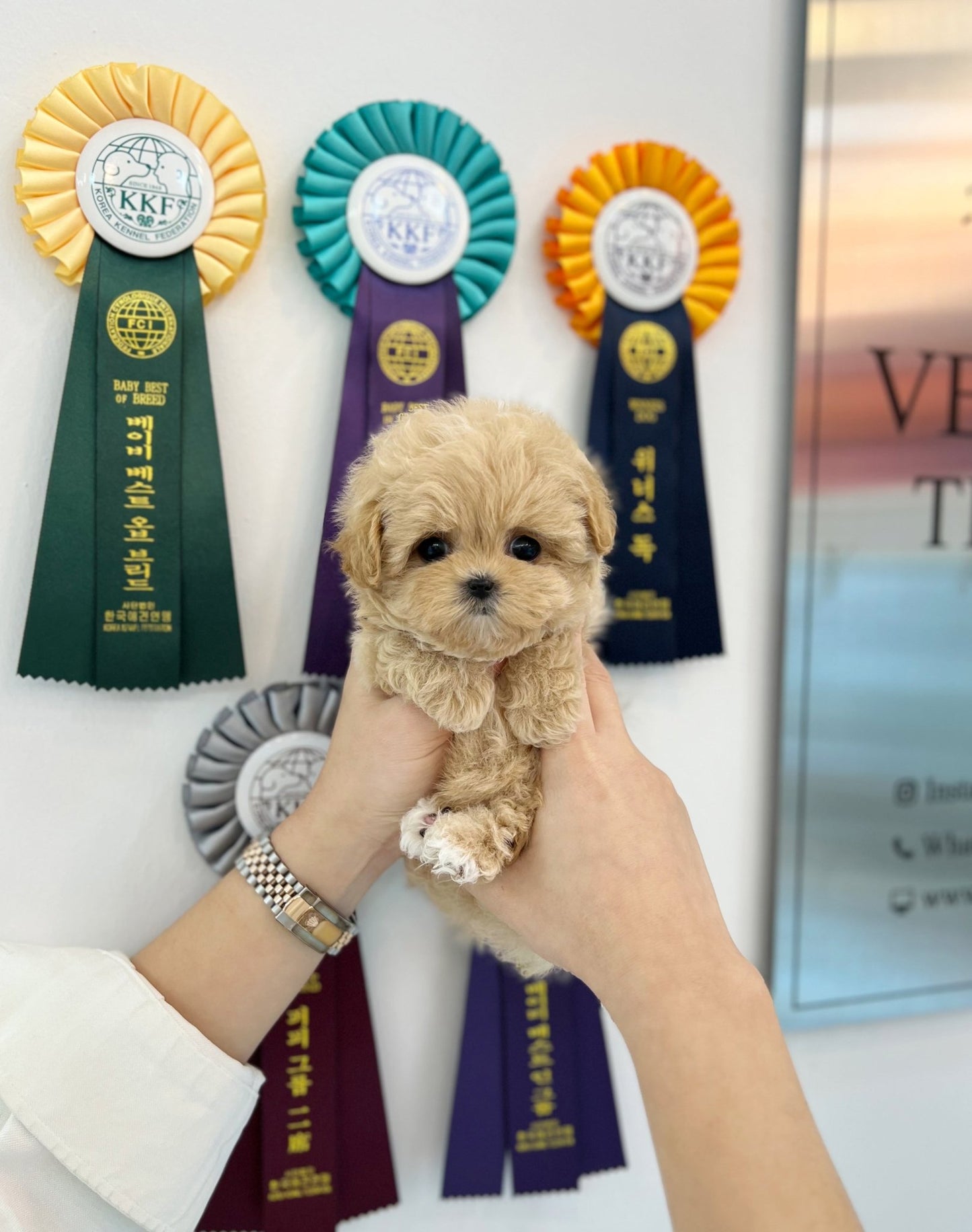 Maltipoo - Stella(Female) - Beautiful puppy teacup puppy with adorable features available for adoption from Velydog