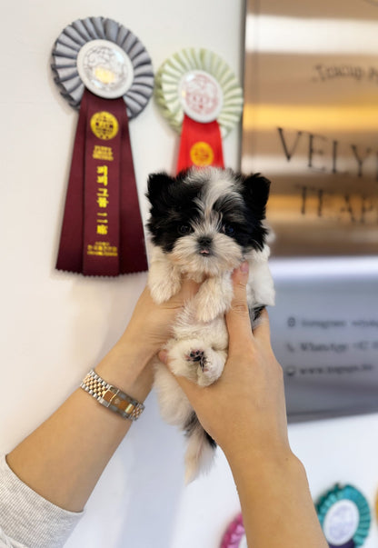 Maltipoo - Sugar(Female) - Beautiful puppy teacup puppy with adorable features available for adoption from Velydog