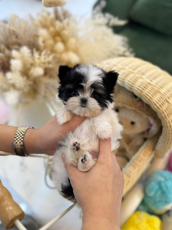 Maltipoo - Sugar(Female) - Beautiful puppy teacup puppy with adorable features available for adoption from Velydog