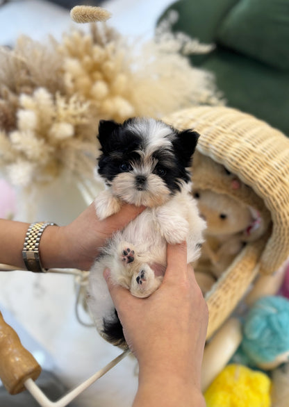 Maltipoo - Sugar(Female) - Beautiful puppy teacup puppy with adorable features available for adoption from Velydog