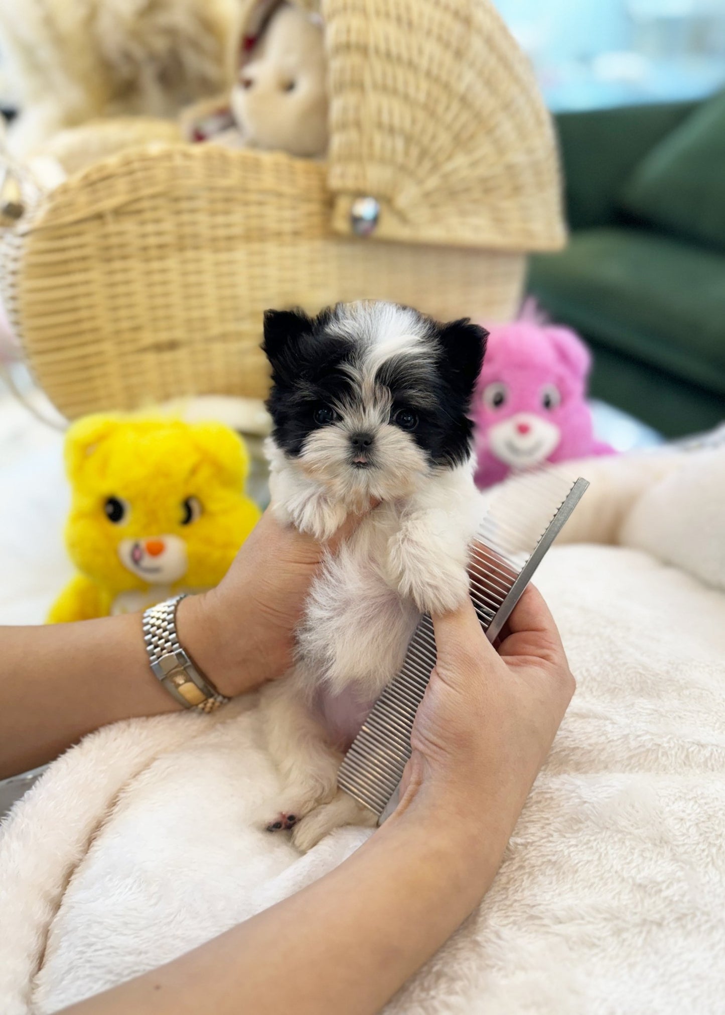 Maltipoo - Sugar(Female) - Beautiful puppy teacup puppy with adorable features available for adoption from Velydog