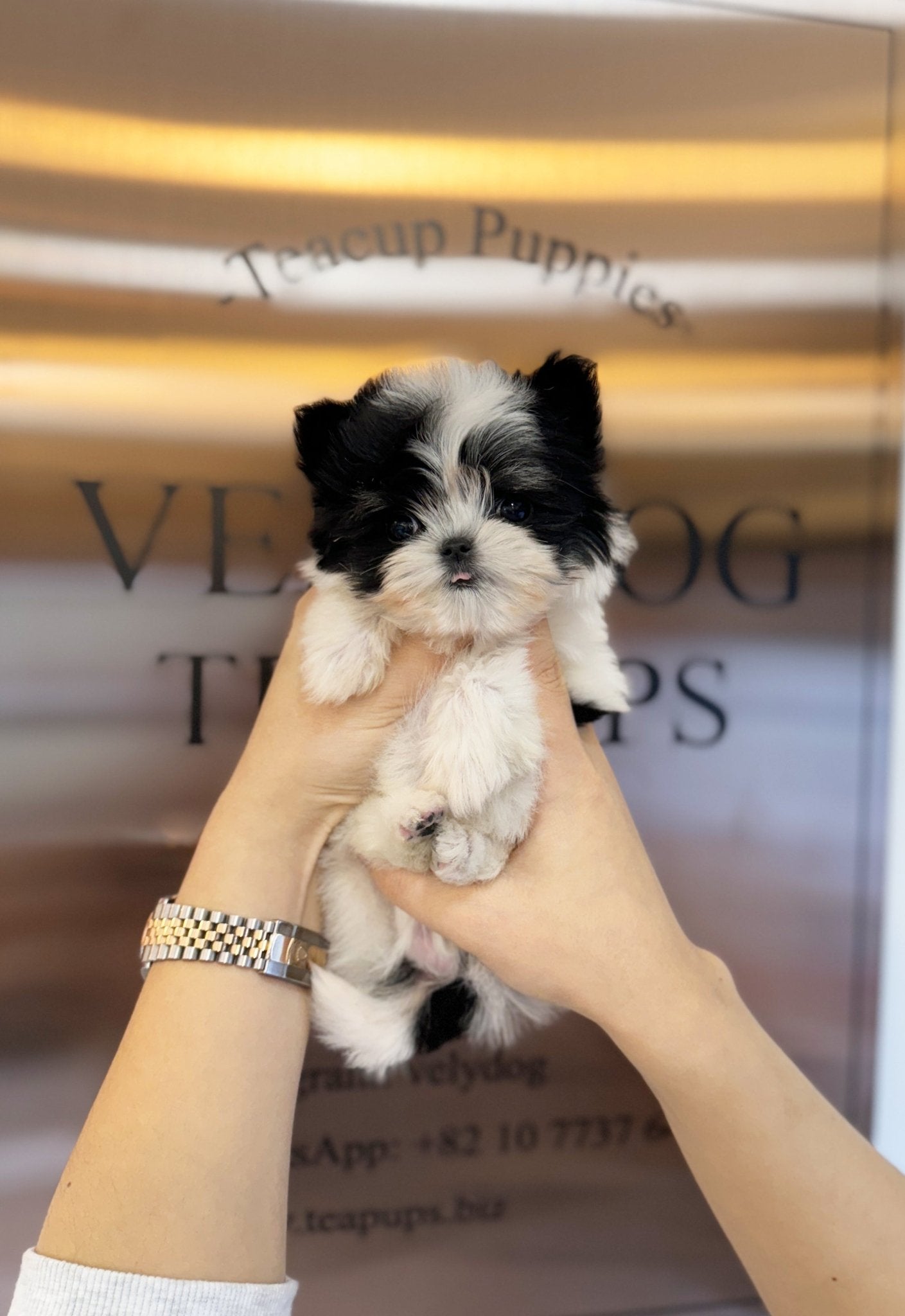 Maltipoo - Sugar(Female) - Beautiful puppy teacup puppy with adorable features available for adoption from Velydog