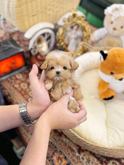 Maltipoo - Sunny(Female) - Beautiful puppy teacup puppy with adorable features available for adoption from Velydog
