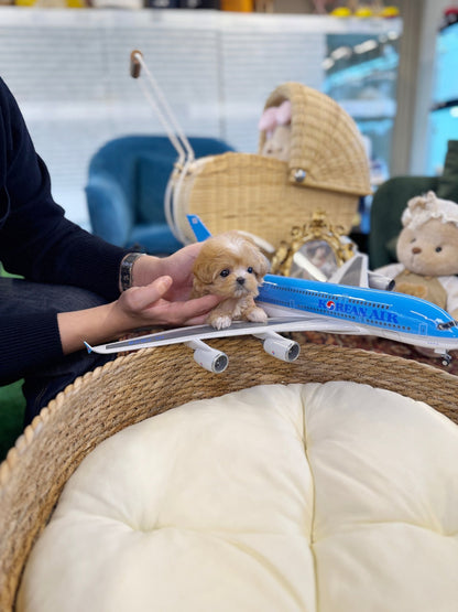 Maltipoo - Sunny(Female) - Beautiful puppy teacup puppy with adorable features available for adoption from Velydog