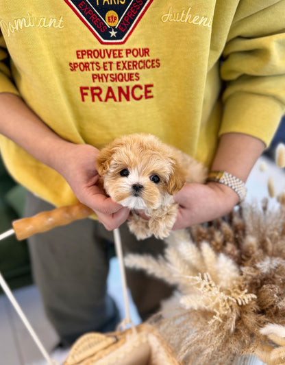 Maltipoo - Sunny(Female) - Beautiful puppy teacup puppy with adorable features available for adoption from Velydog