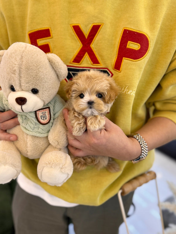 Maltipoo - Sunny(Female) - Beautiful puppy teacup puppy with adorable features available for adoption from Velydog