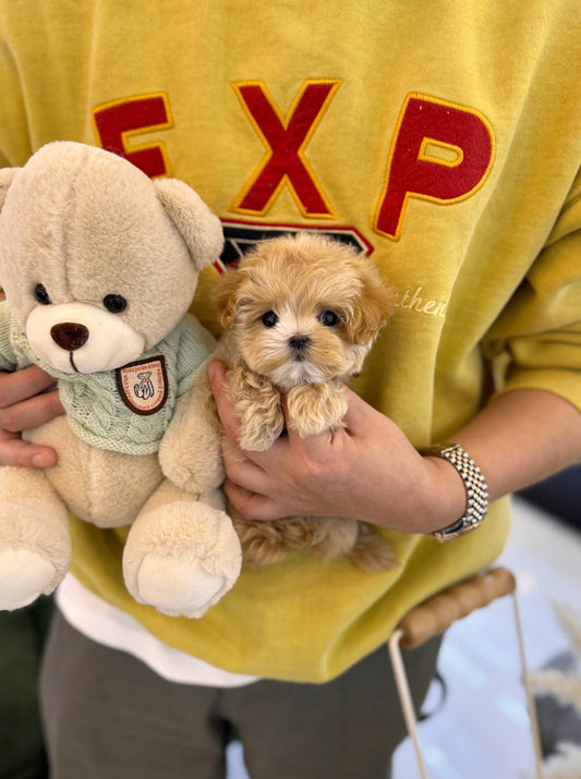 Maltipoo - Sunny(Female) - Beautiful puppy teacup puppy with adorable features available for adoption from Velydog