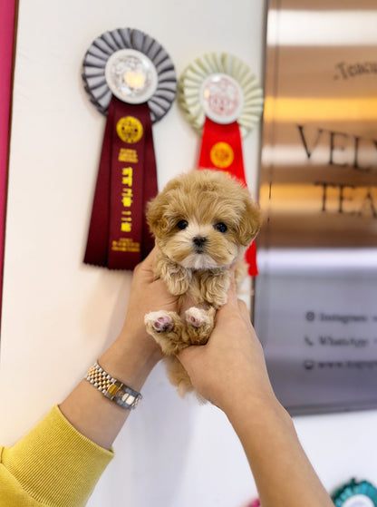 Maltipoo - Sunny(Female) - Beautiful puppy teacup puppy with adorable features available for adoption from Velydog