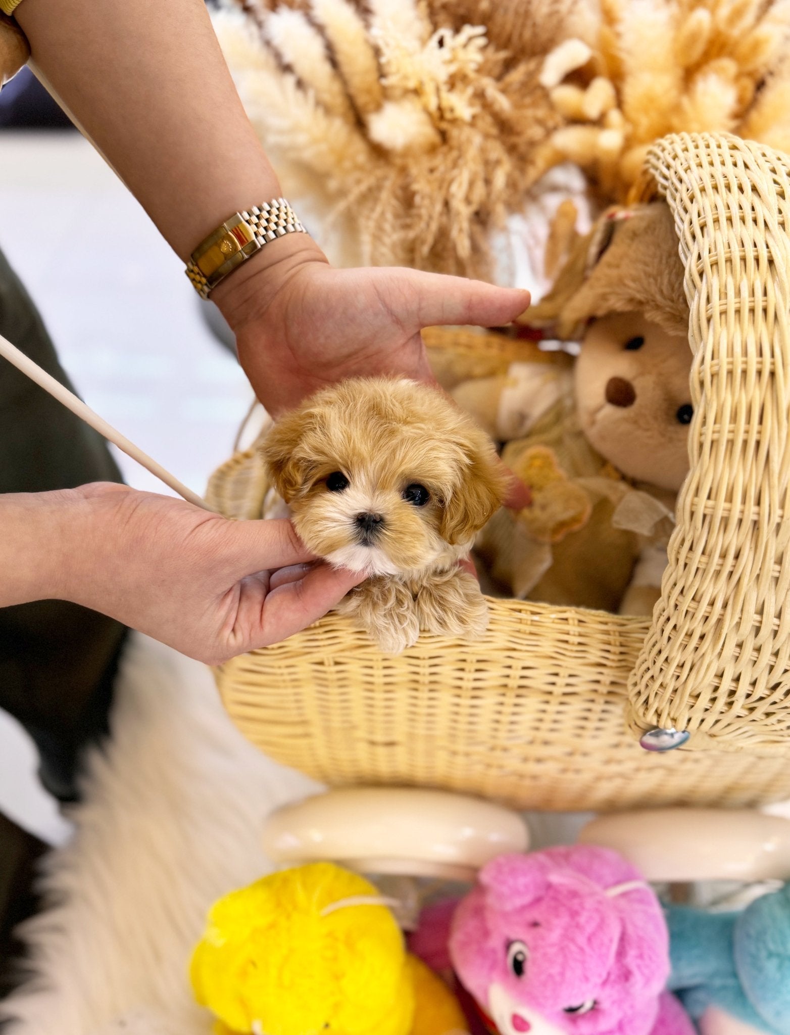 Maltipoo - Sunny(Female) - Beautiful puppy teacup puppy with adorable features available for adoption from Velydog