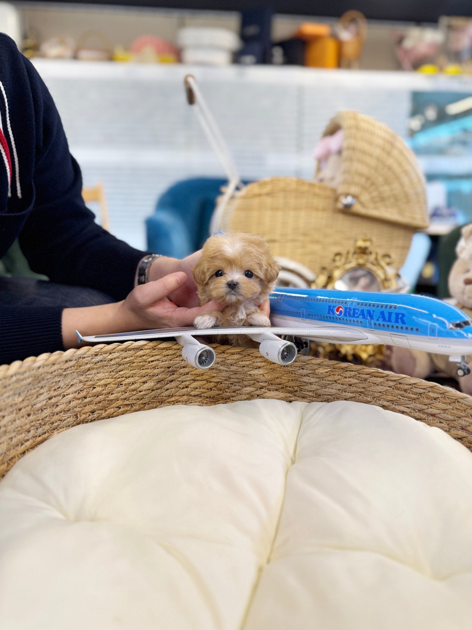 Maltipoo - Sunny(Female) - Beautiful puppy teacup puppy with adorable features available for adoption from Velydog