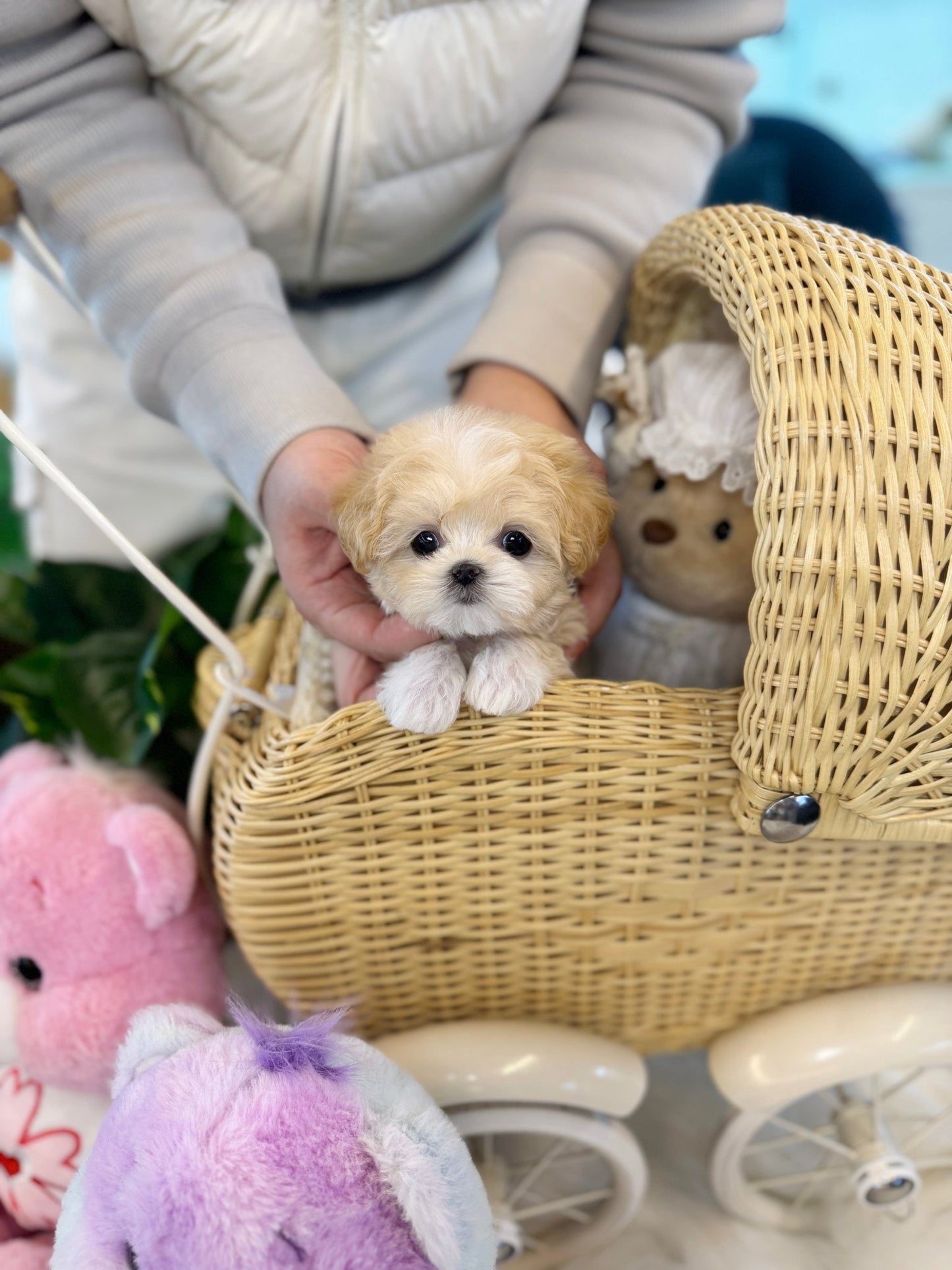 Maltipoo - Swan(Female) - Beautiful puppy teacup puppy with adorable features available for adoption from Velydog