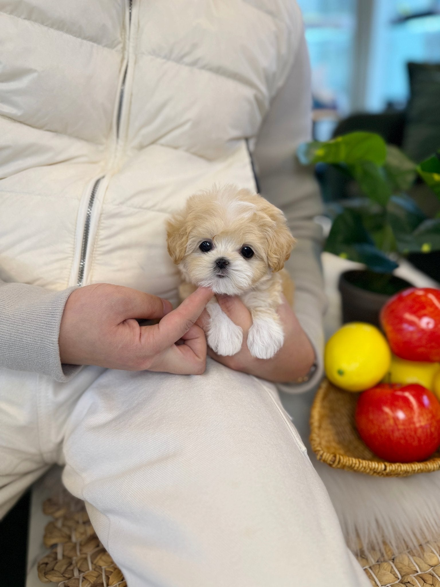 Maltipoo - Swan(Female) - Beautiful puppy teacup puppy with adorable features available for adoption from Velydog