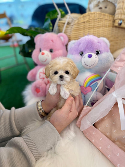 Maltipoo - Swan(Female) - Beautiful puppy teacup puppy with adorable features available for adoption from Velydog