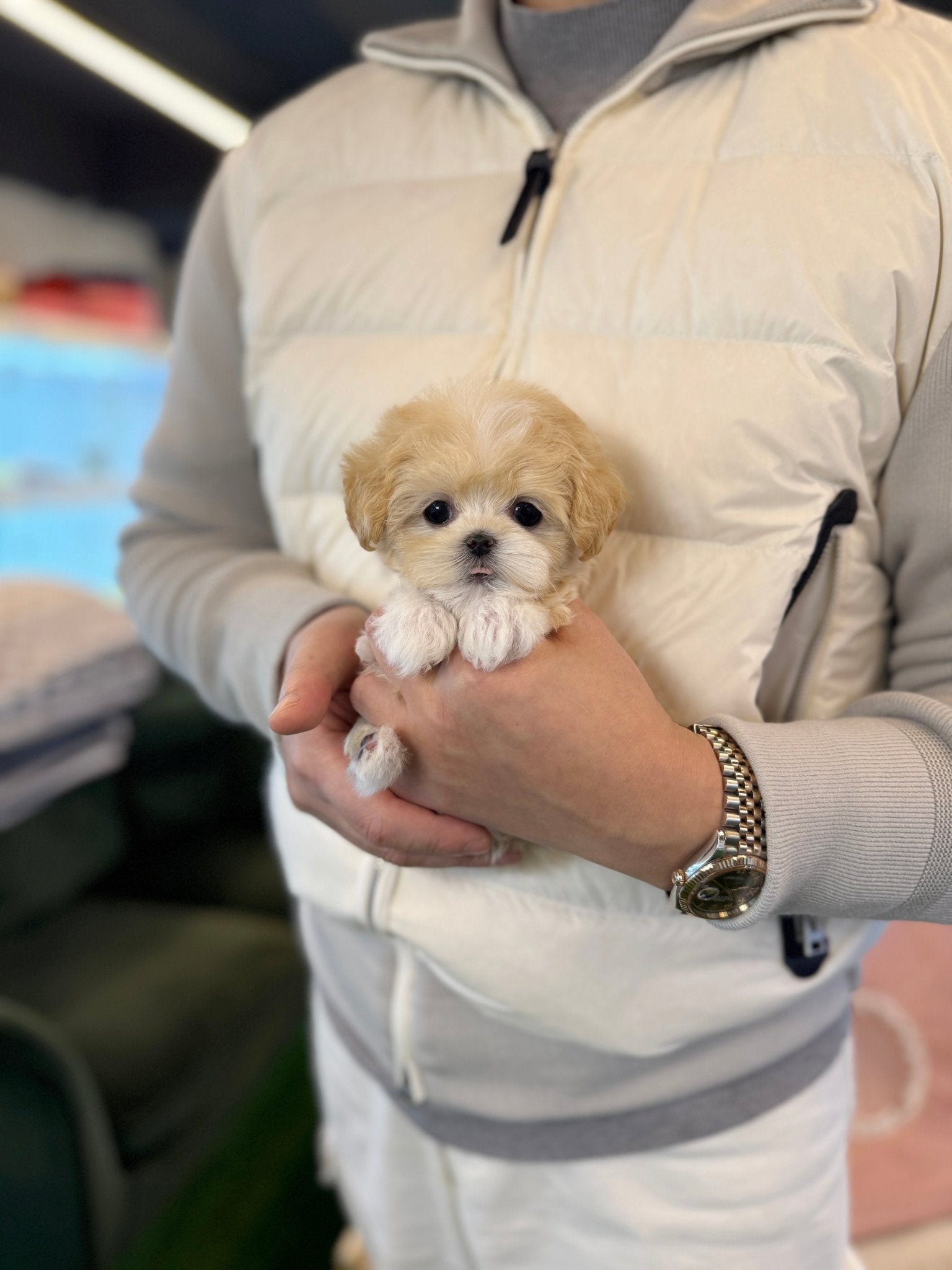 Maltipoo - Swan(Female) - Beautiful puppy teacup puppy with adorable features available for adoption from Velydog