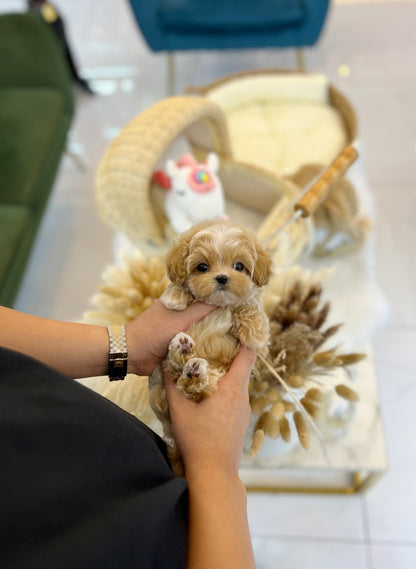 Maltipoo - Taco(Male) - Beautiful puppy teacup puppy with adorable features available for adoption from Velydog