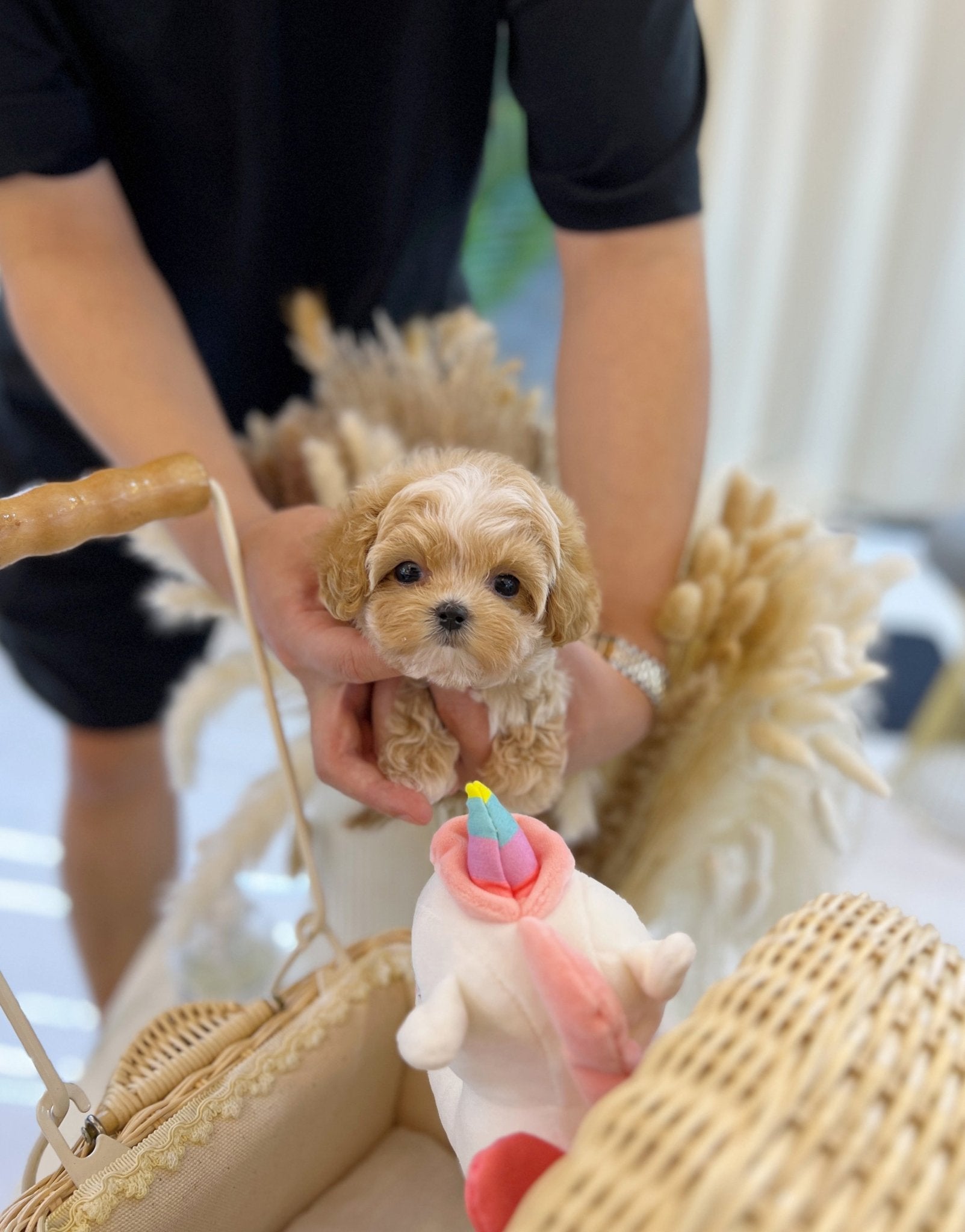 Maltipoo - Taco(Male) - Beautiful puppy teacup puppy with adorable features available for adoption from Velydog