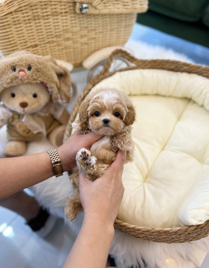 Maltipoo - Taco(Male) - Beautiful puppy teacup puppy with adorable features available for adoption from Velydog