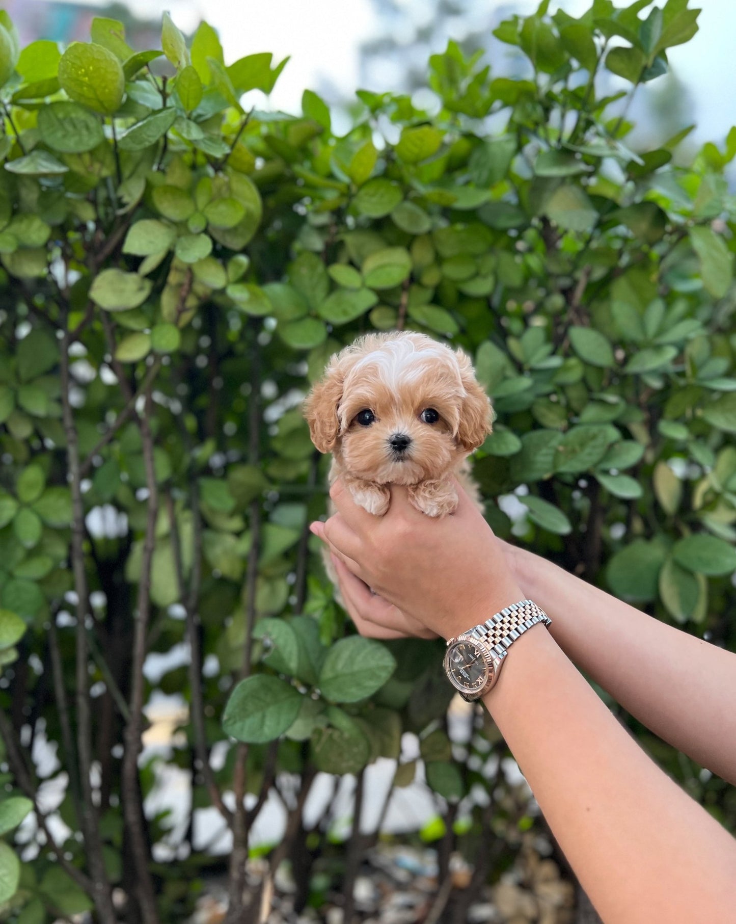 Maltipoo - Taco(Male) - Beautiful puppy teacup puppy with adorable features available for adoption from Velydog