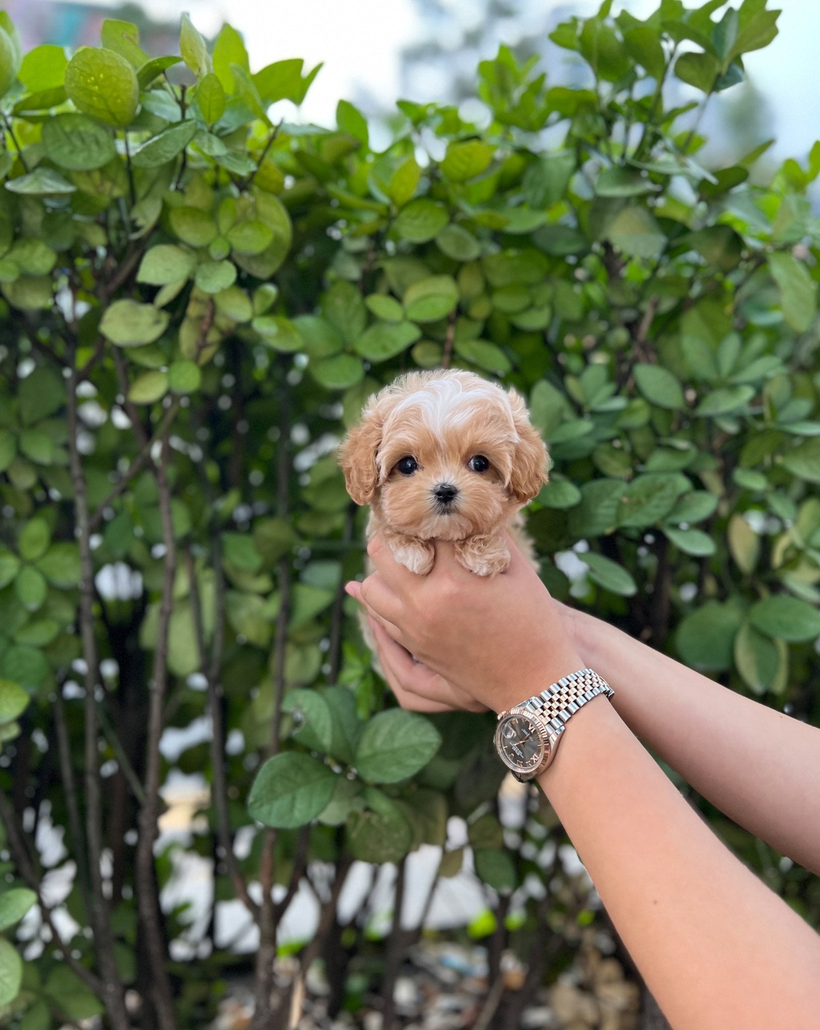 Maltipoo - Taco(Male) - Beautiful puppy teacup puppy with adorable features available for adoption from Velydog