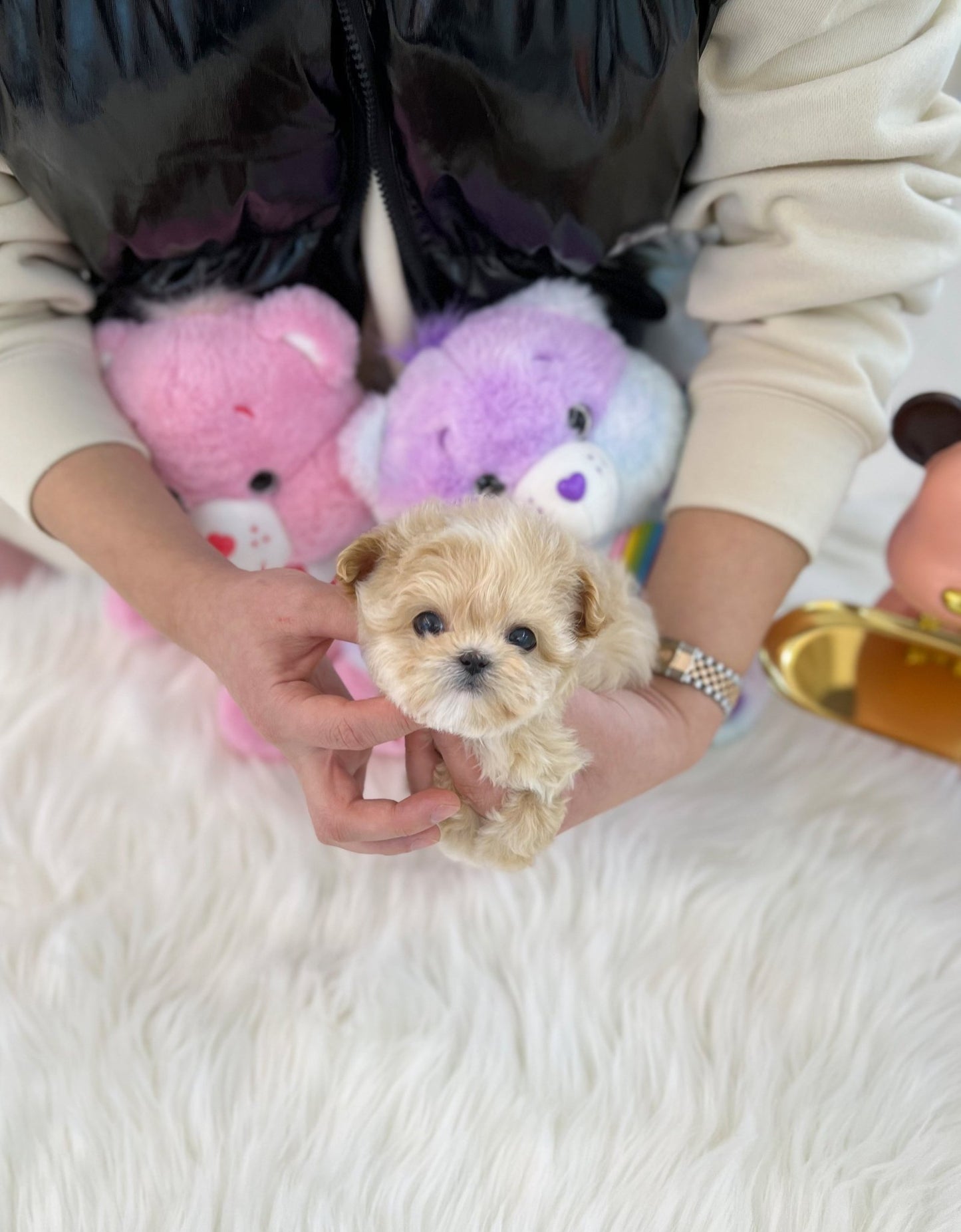 Maltipoo - Taeri(Female) - Beautiful puppy teacup puppy with adorable features available for adoption from Velydog