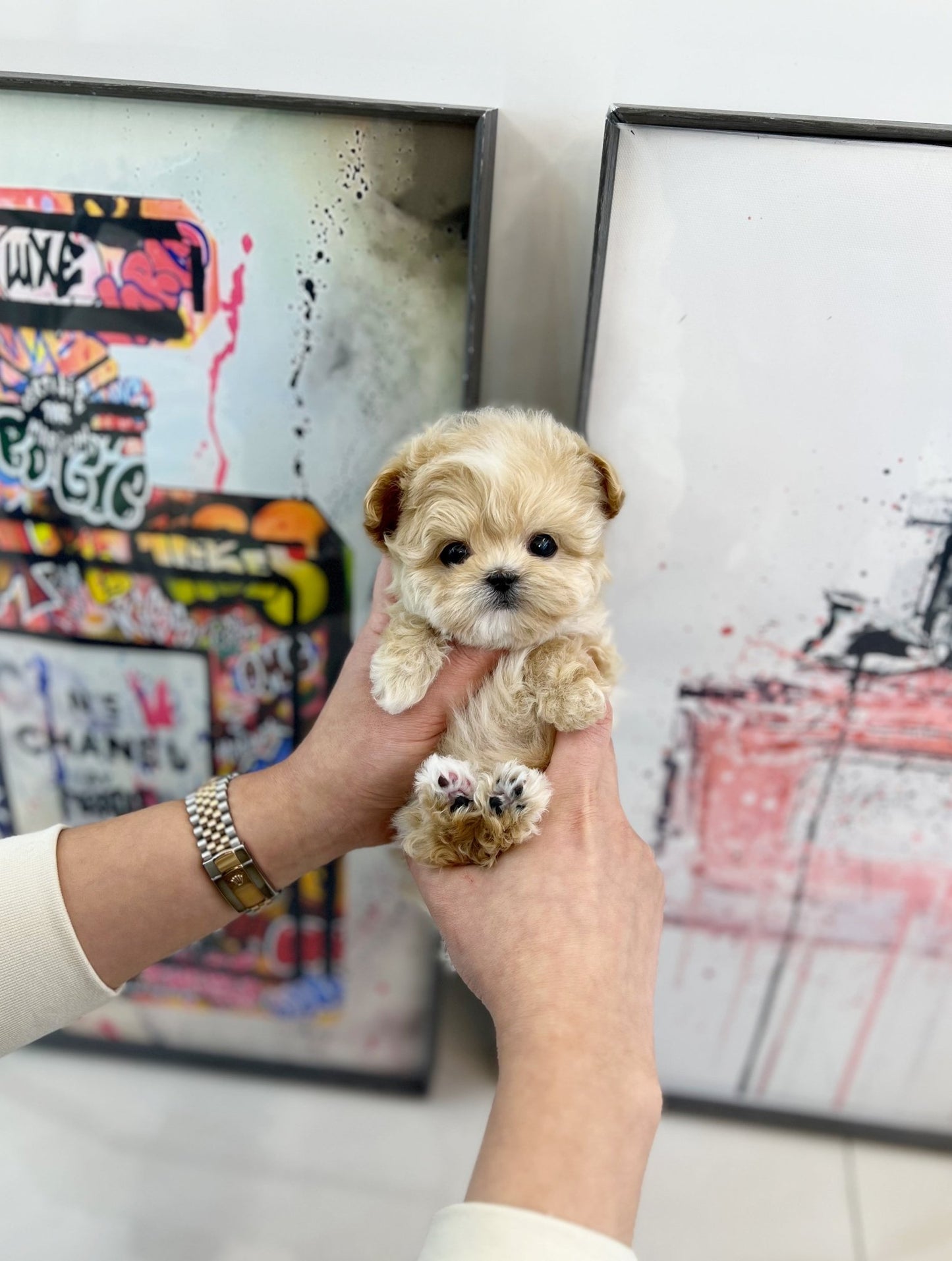 Maltipoo - Taeri(Female) - Beautiful puppy teacup puppy with adorable features available for adoption from Velydog