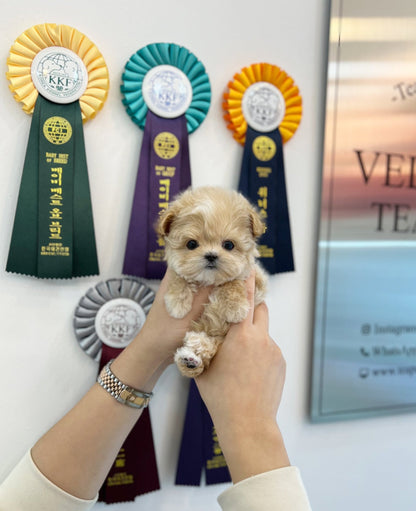 Maltipoo - Taeri(Female) - Beautiful puppy teacup puppy with adorable features available for adoption from Velydog