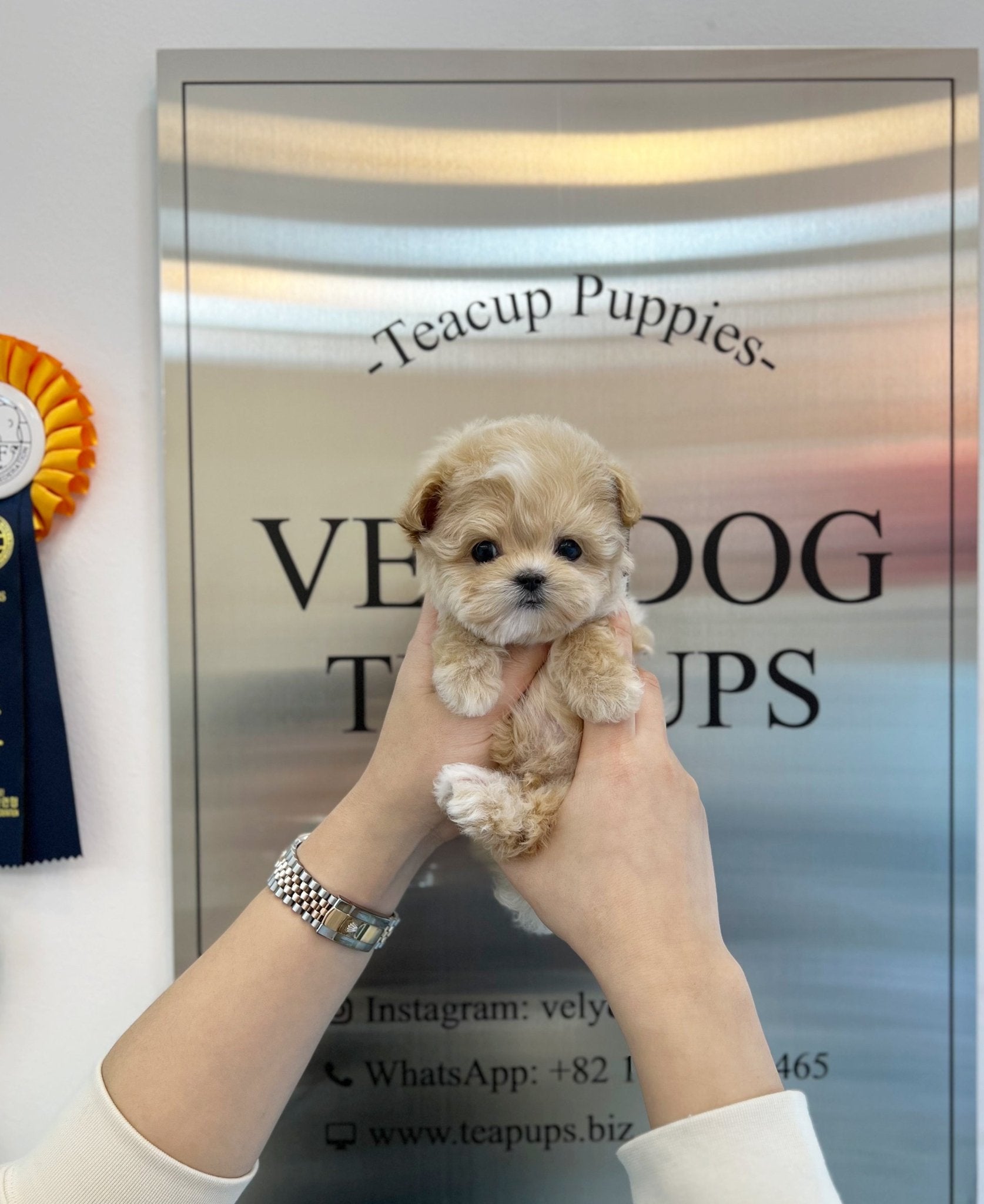 Maltipoo - Taeri(Female) - Beautiful puppy teacup puppy with adorable features available for adoption from Velydog