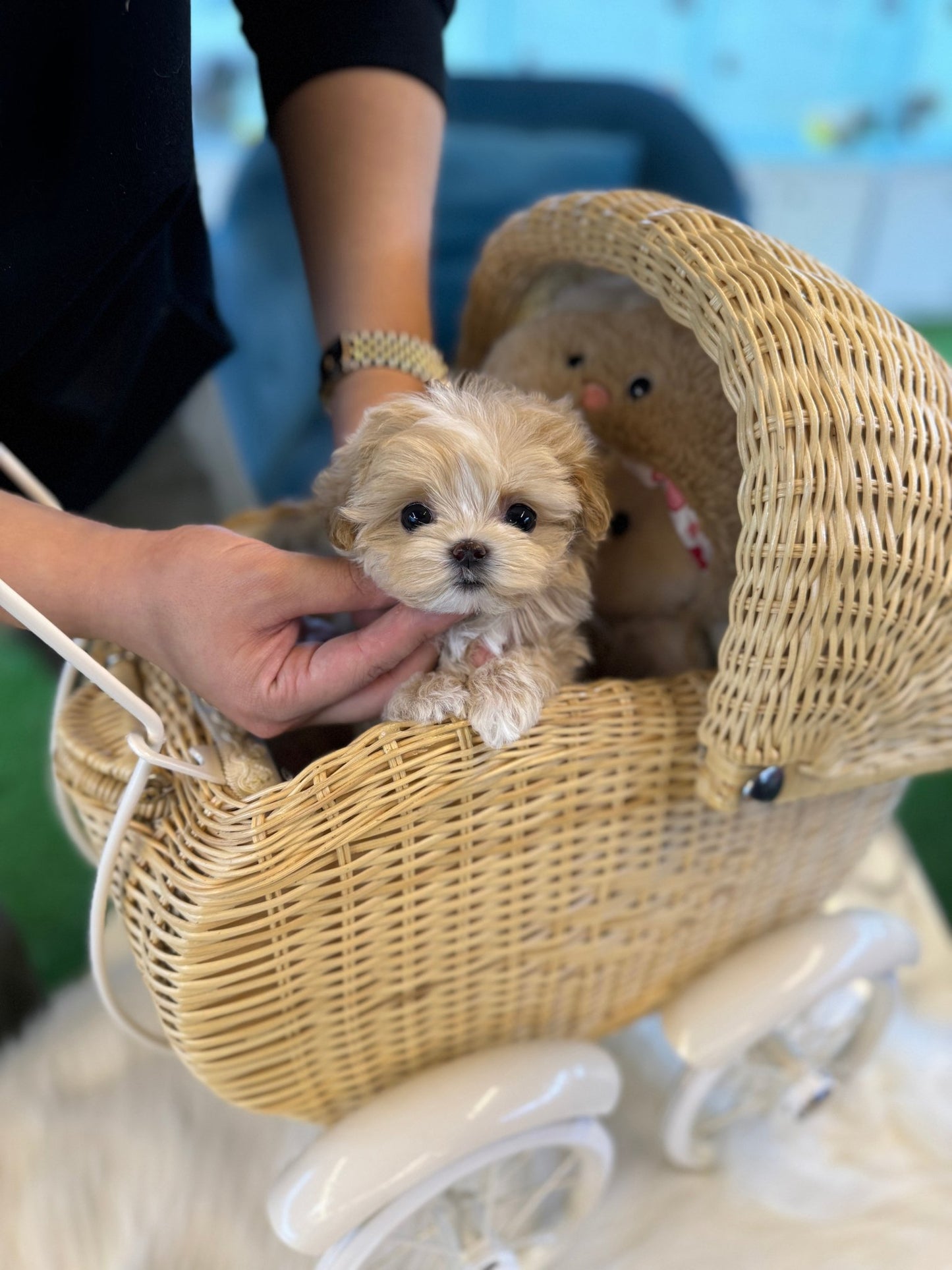 Maltipoo - Tamago(Female) - Beautiful puppy teacup puppy with adorable features available for adoption from Velydog