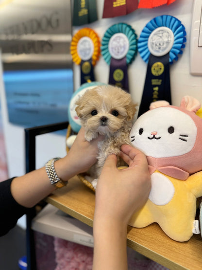 Maltipoo - Tamago(Female) - Beautiful puppy teacup puppy with adorable features available for adoption from Velydog