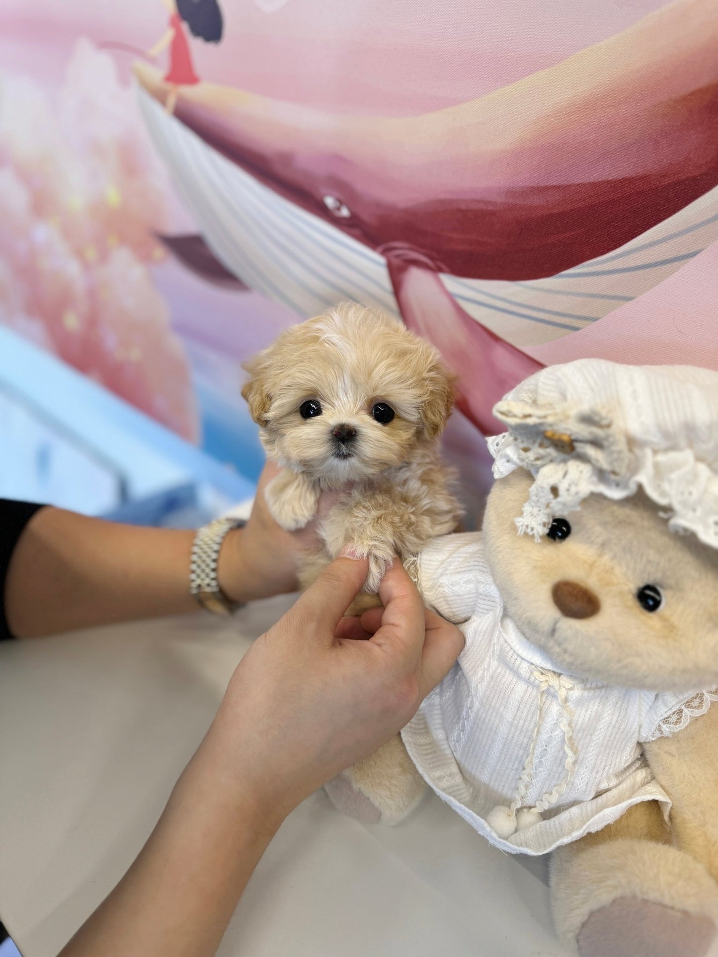 Maltipoo - Tamago(Female) - Beautiful puppy teacup puppy with adorable features available for adoption from Velydog