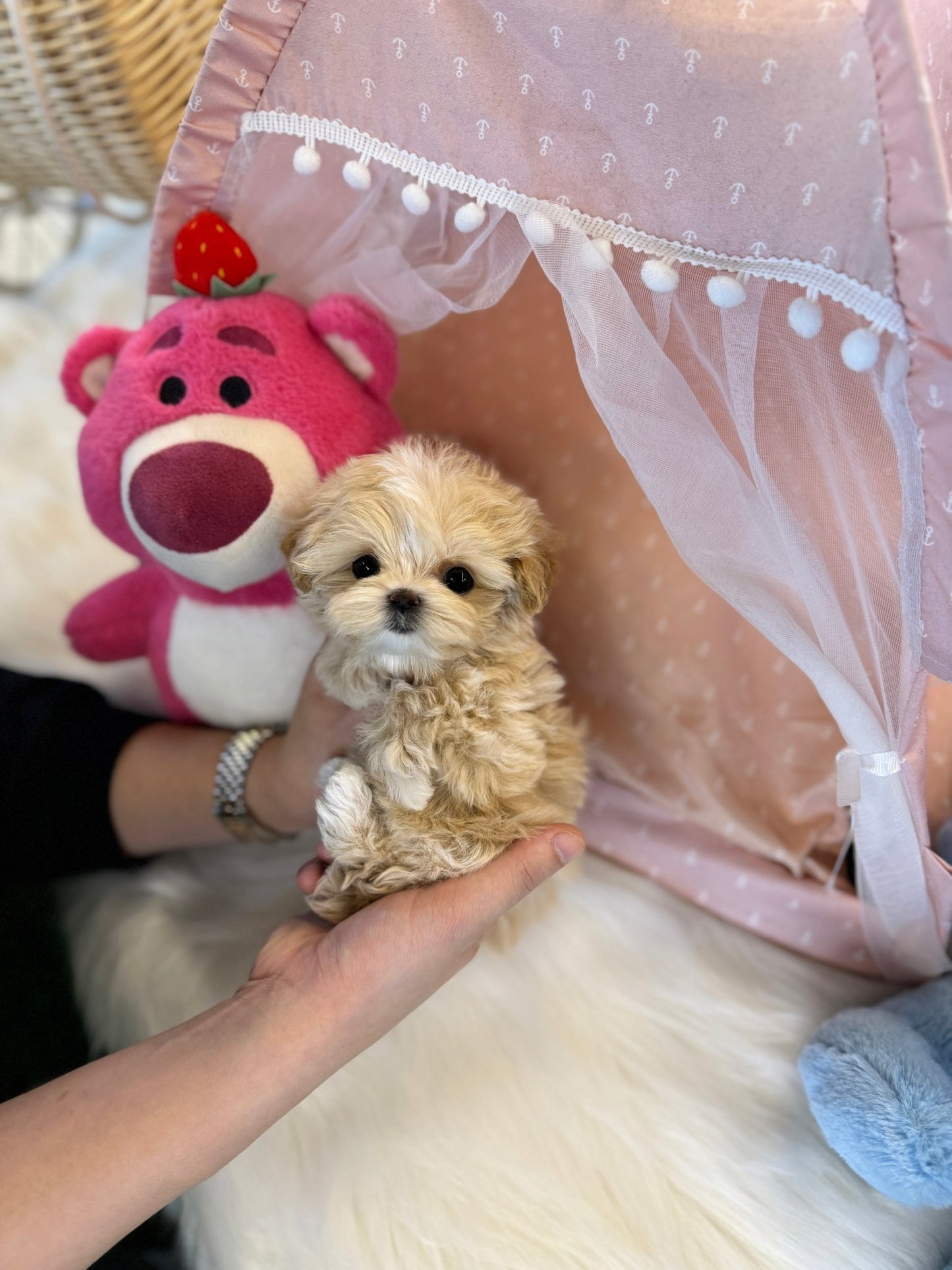 Maltipoo - Tamago(Female) - Beautiful puppy teacup puppy with adorable features available for adoption from Velydog