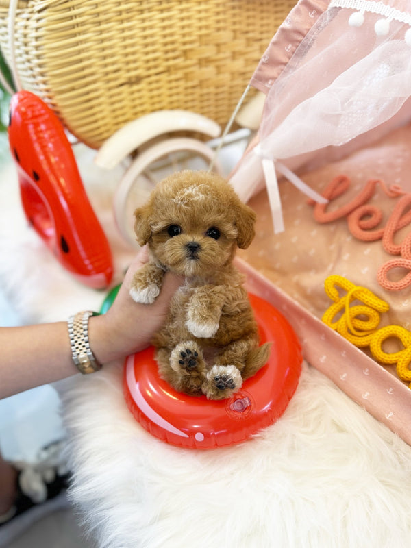 Maltipoo - Tamama(Female) - Beautiful puppy teacup puppy with adorable features available for adoption from Velydog