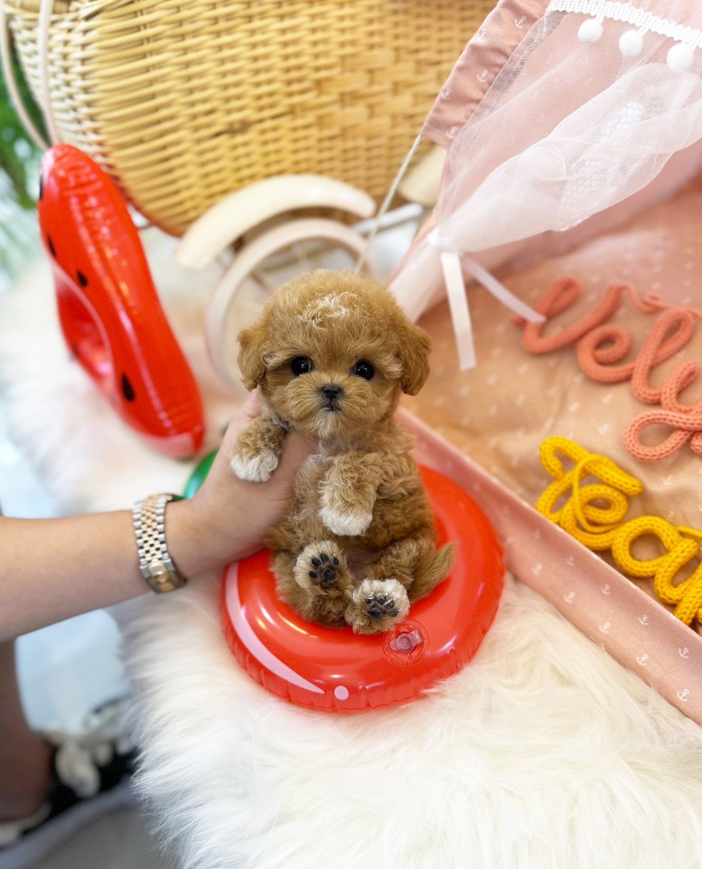 Maltipoo - Tamama(Female) - Beautiful puppy teacup puppy with adorable features available for adoption from Velydog