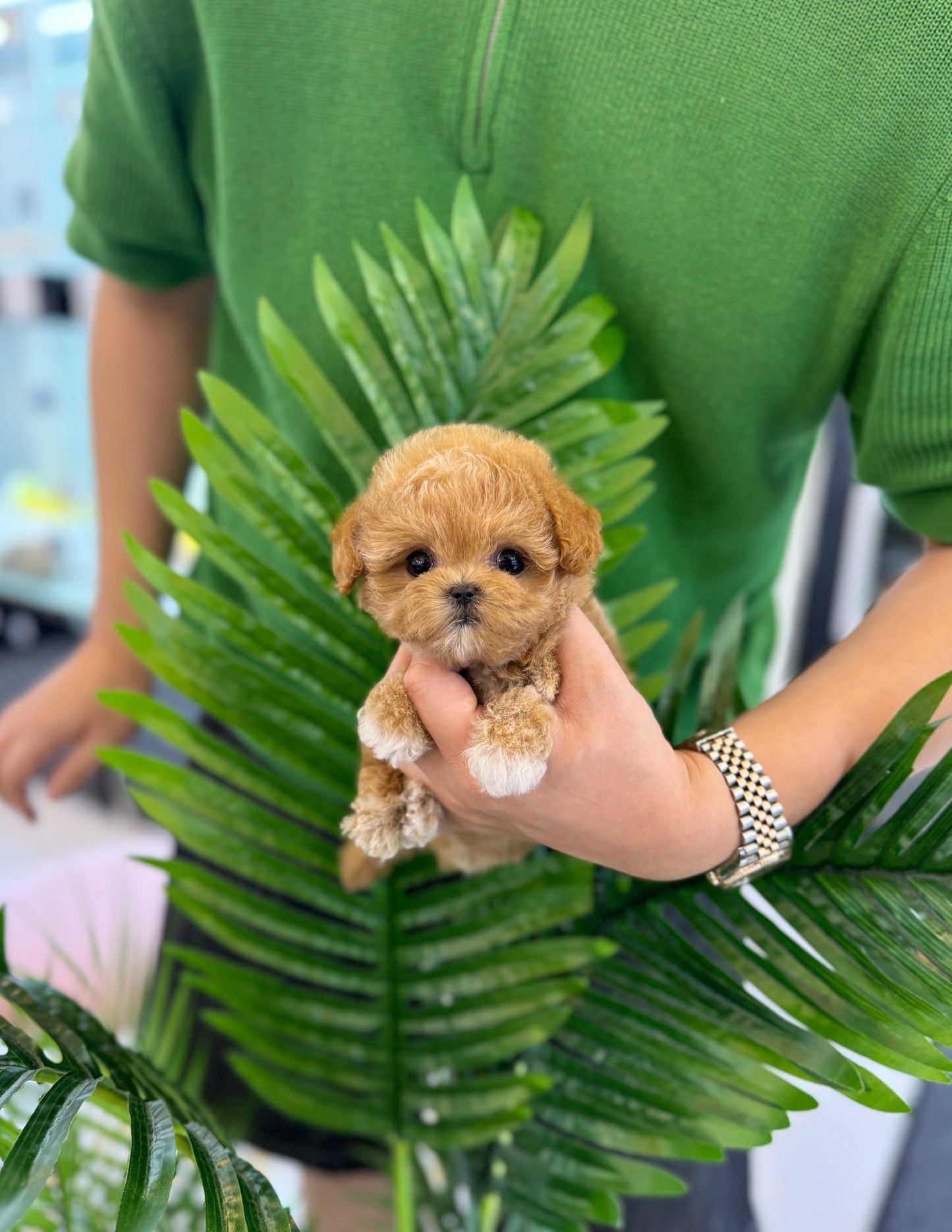 Maltipoo - Tamama(Female) - Beautiful puppy teacup puppy with adorable features available for adoption from Velydog